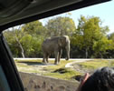 Elefante desde la ventanilla...